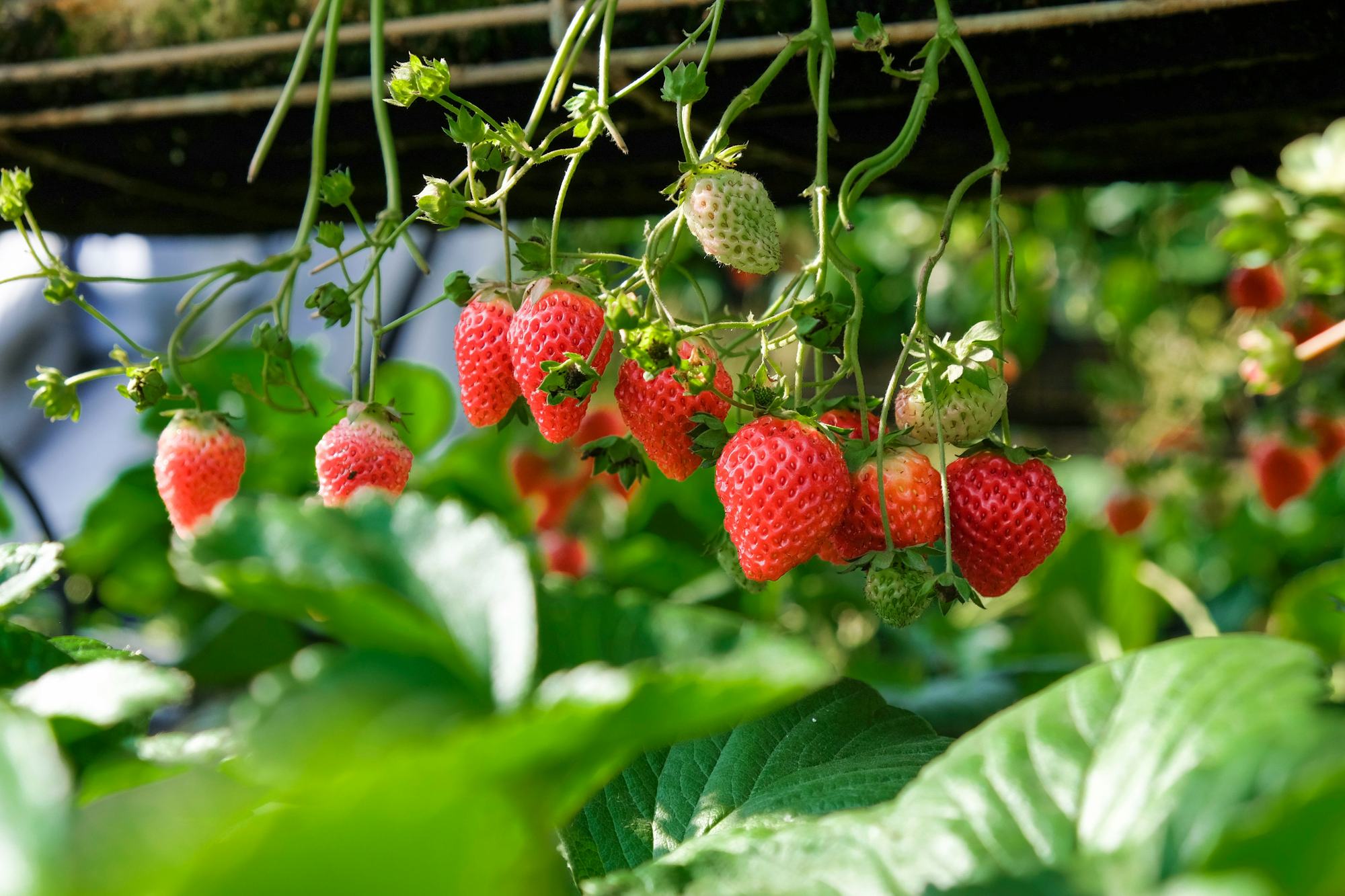 Ripe strawberries hanging from the frame inside a greenhouse