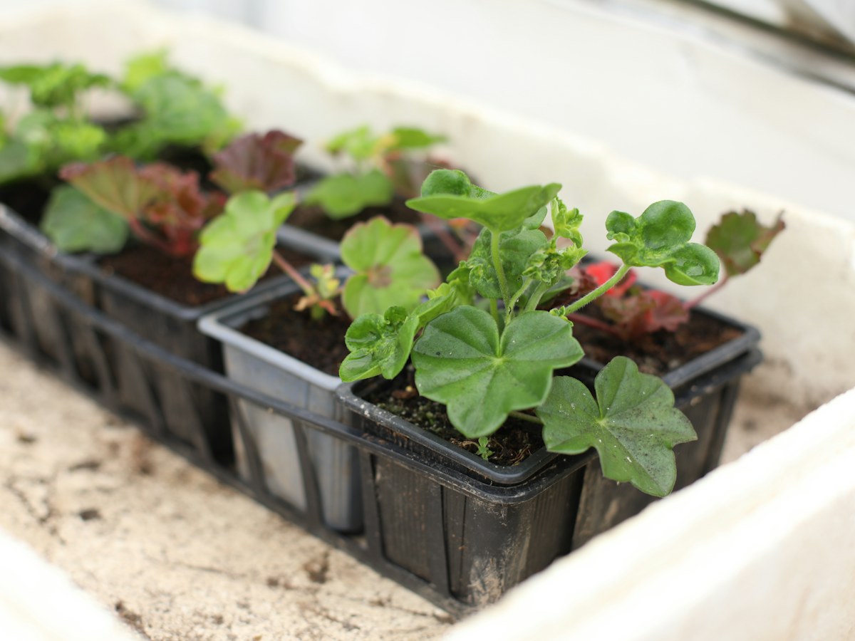 Young strawberry seedlings in pots, ready for planting