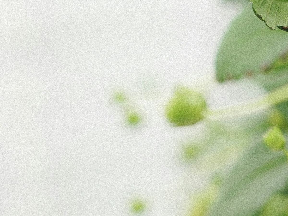 Strawberries hanging inside a greenhouse row