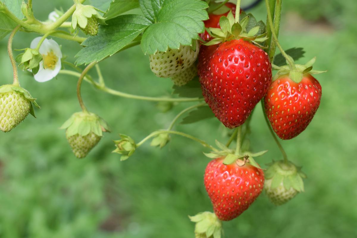 Strawberry plant with a white flower, green fruit and ripe berries