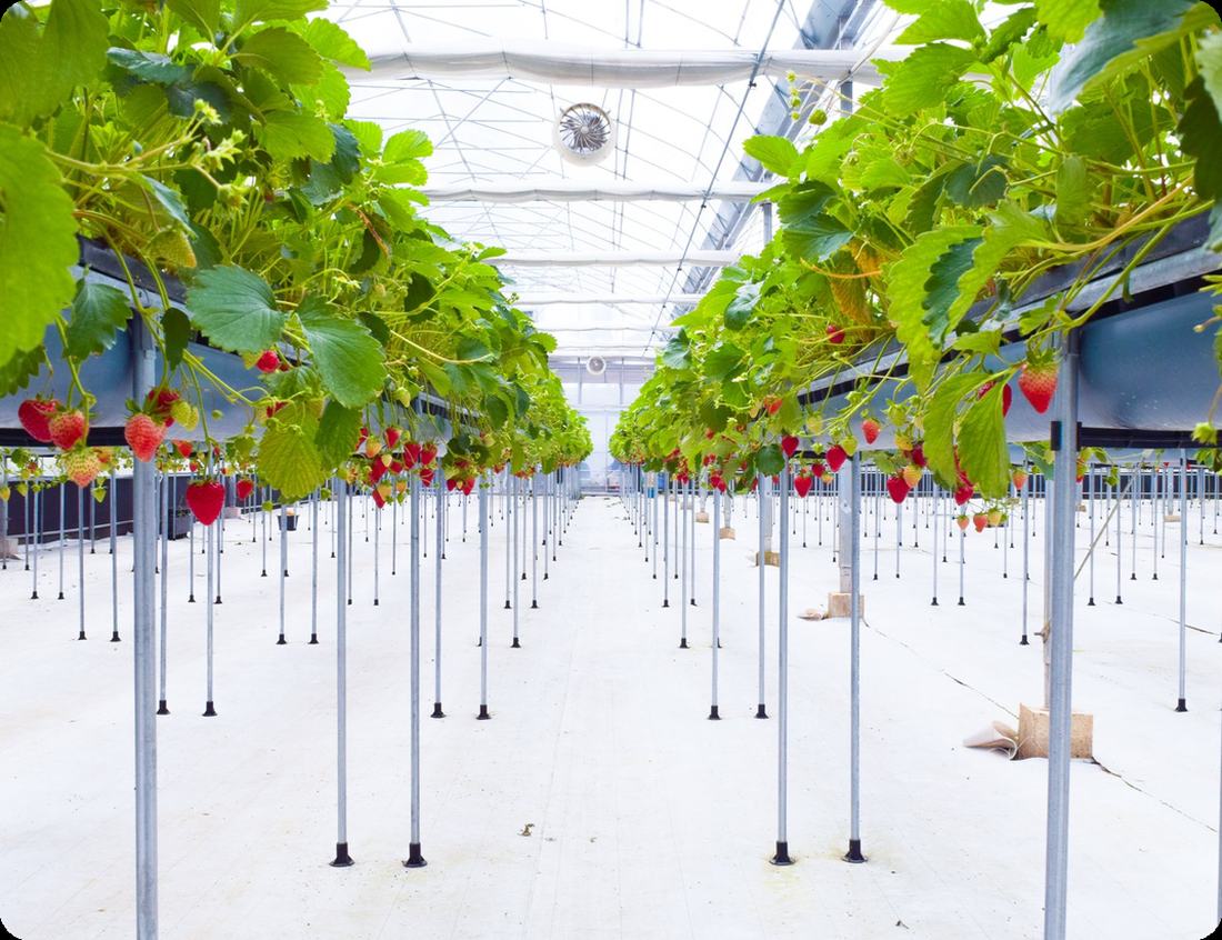 Rows of strawberry plants on raised beds inside a bright greenhouse