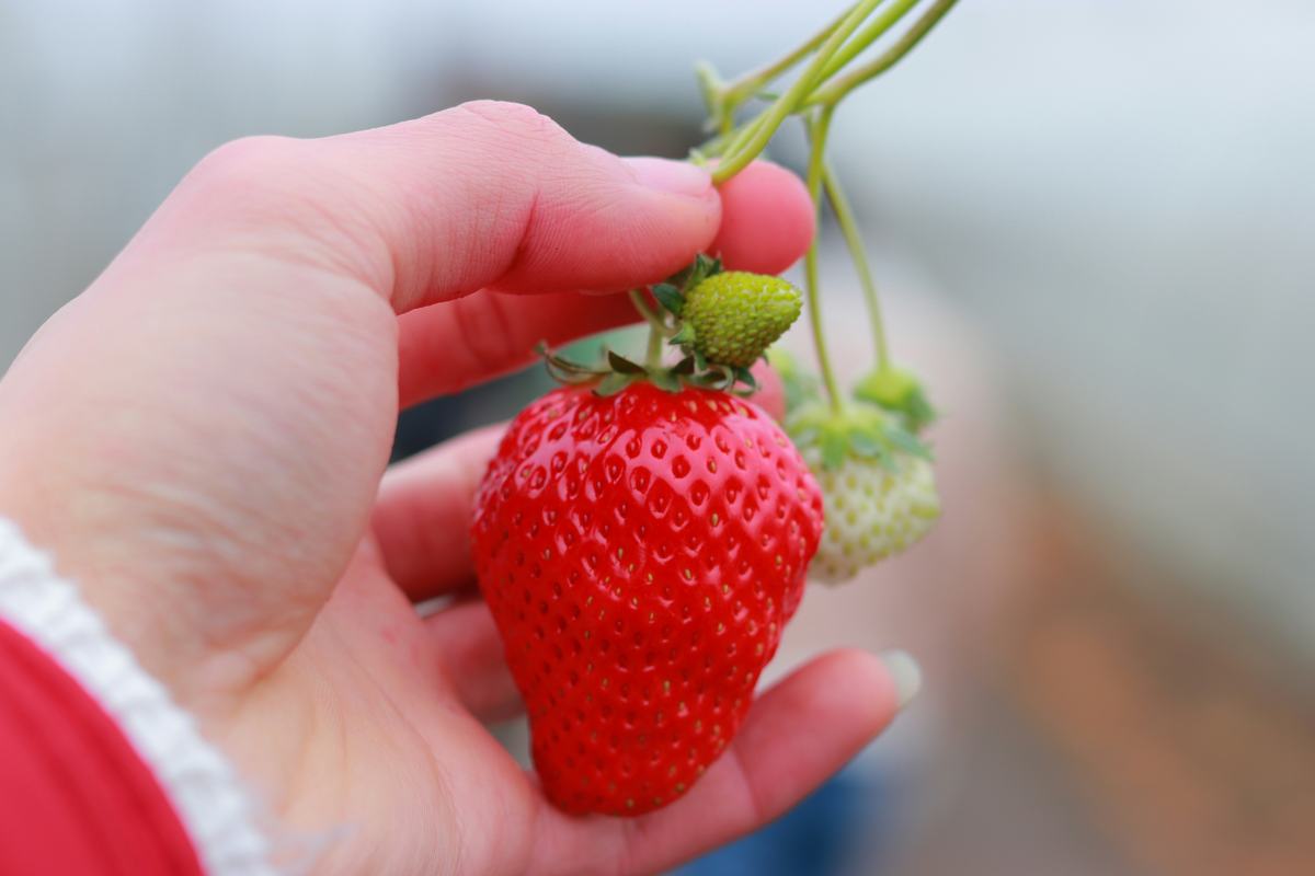 A hand holding a ripe strawberry on the plant, ready to pick